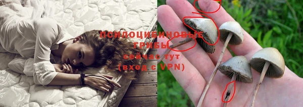 прущие грибы Корсаков